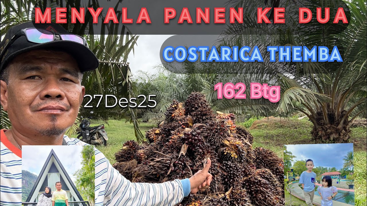PANEN KEDUA THEMBA UMUR 29 BLN 