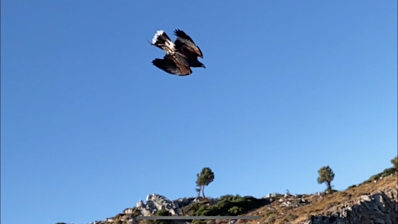 Ήρα, my Female Harris hawk First Day Training After Molt, For The New Hunting Season!!!