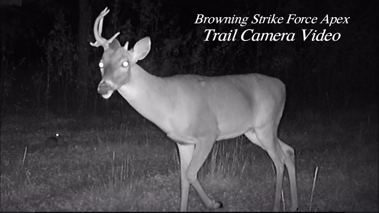 Wildlife Cam Browning Strike Force Apex Trail Camera Video Oct. 25- Nov. 23, 2021