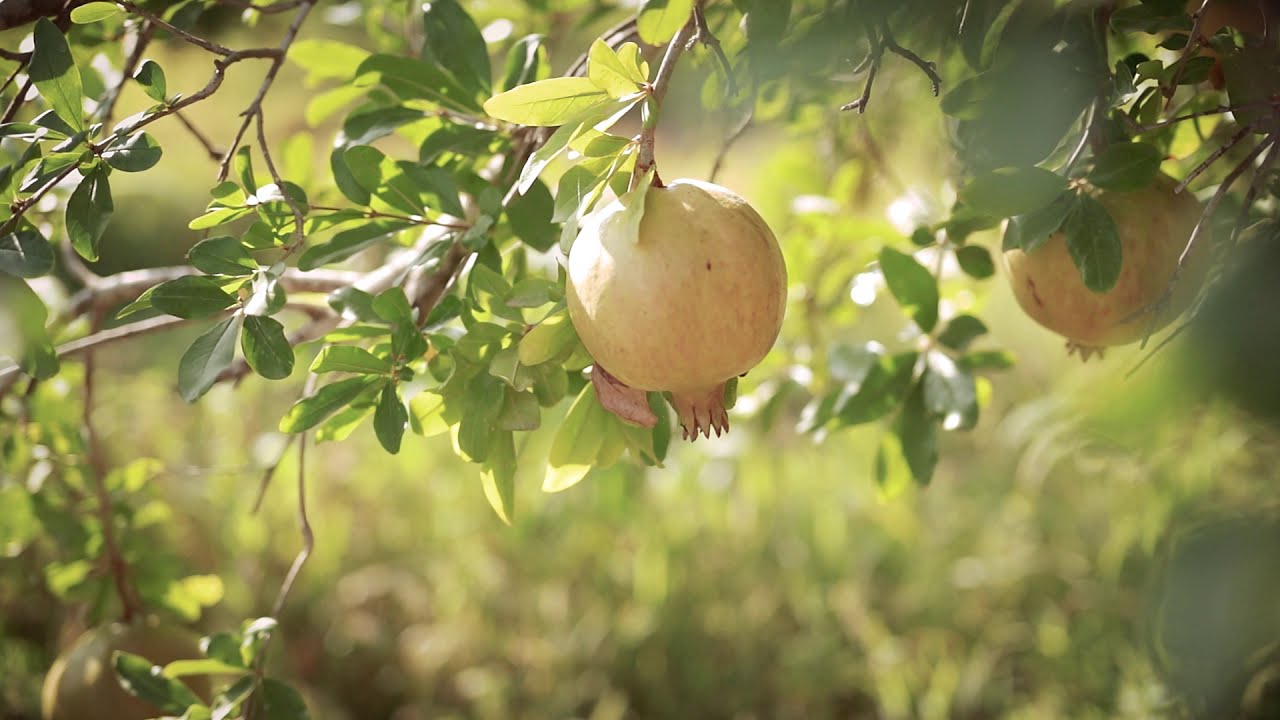 Pomegranate: the treasure of Gabès