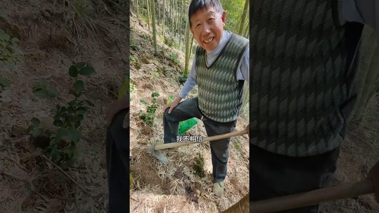 挖了半天的笋，晚上全身腰酸背痛，而爸爸老一辈人是玩不住，不出去在家里就是虫一只，出去山上就是龙一样，而我爬山了就要换骨头，那那都不舒服，哈哈哈哈哈哈……#新农人计划2024农村生活 #挖笋的乐趣只有