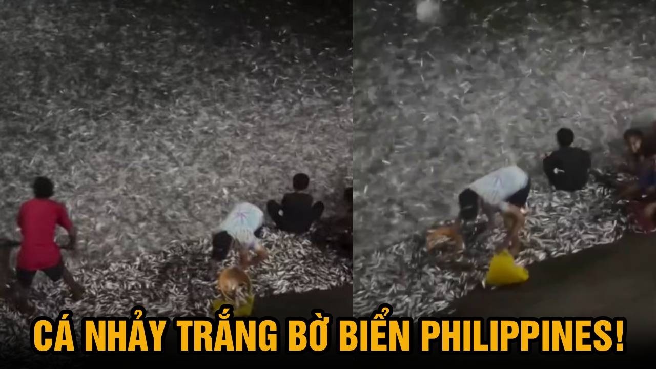 Hàng ngàn con cá nhảy trắng bờ biển Philippines đúng đêm ‘trăng máu’