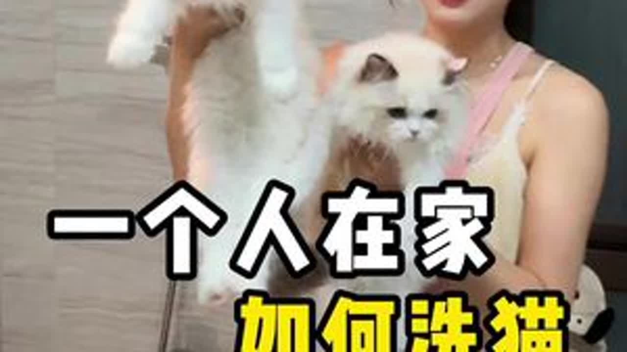 在家里怎么给猫咪洗澡呢？不会还在花大几百去宠物店里洗吧！#猫咪 #养猫人 #佛山猫舍 #新手养猫