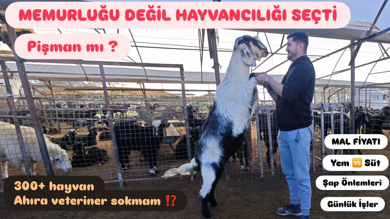MEMURLUK YERİNE HAYVANCILIĞI TERCİH ETTİ. PİŞMAN MI? GÜNLÜK İŞLER ŞAP HASTALIĞI HAYVAN FİYATLARI