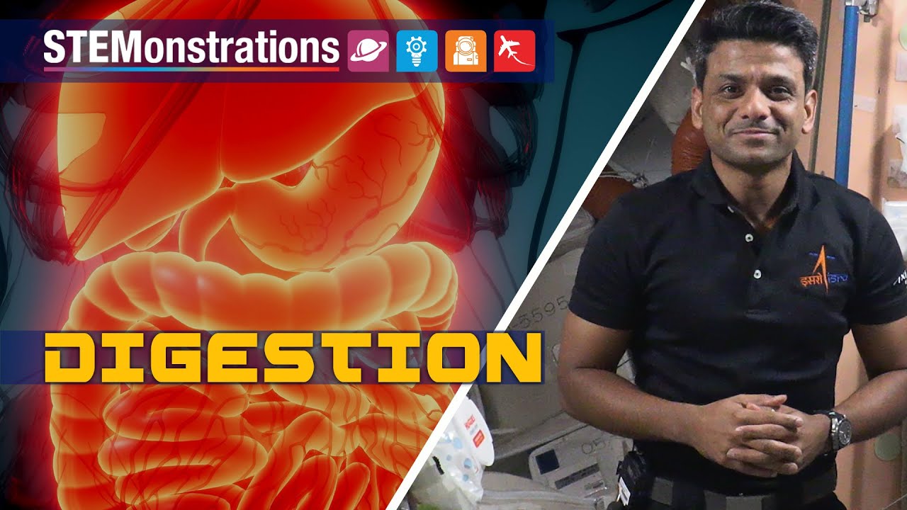 STEMonstrations: Digestion