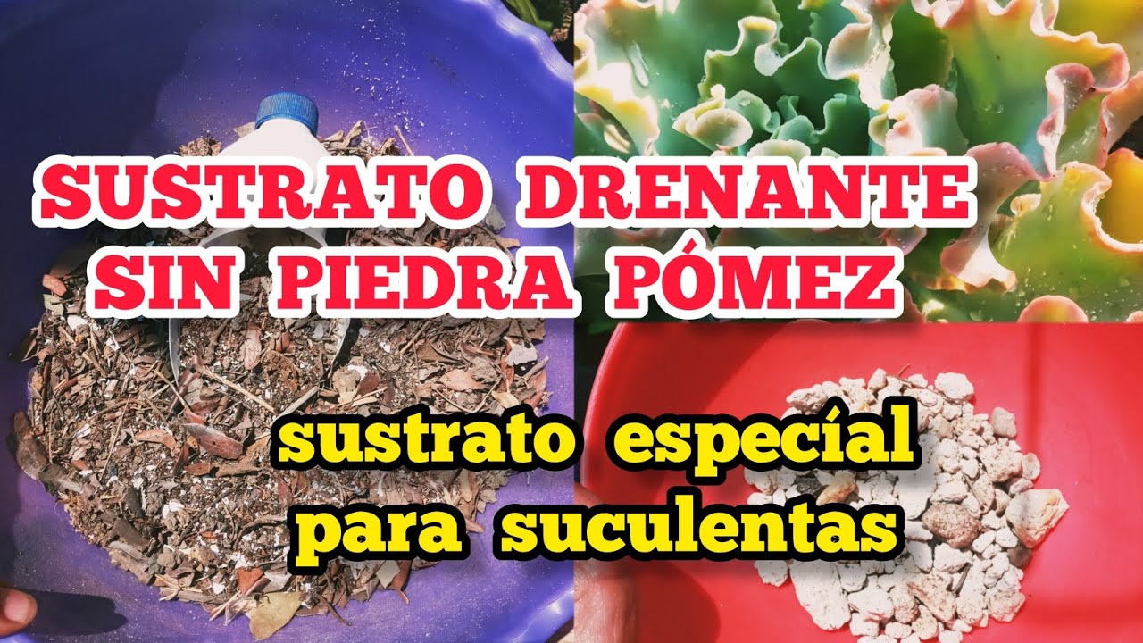 Cómo SUSTITUIR  la PIEDRA PÓMEZ y la PERLITA en nuestro  SUSTRATO PARA SUCULENTAS