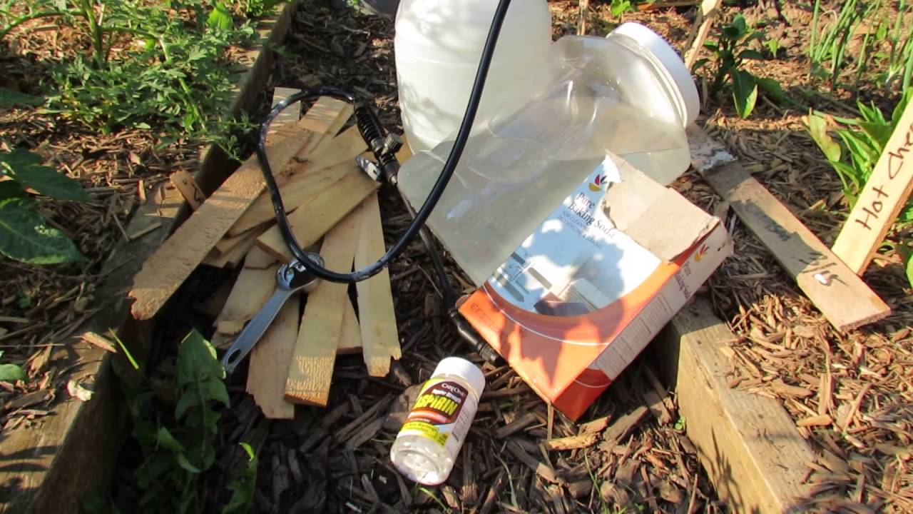 (7 of 9) Growing Tomatoes & Peppers: Prevention, Splash Barrier, Aspirin & Sprays, Planting