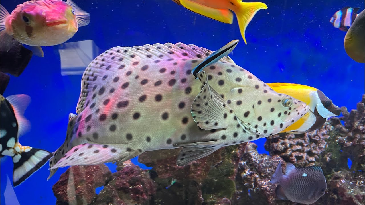 Panther Grouper Care Guide - Huge Predator Fish!