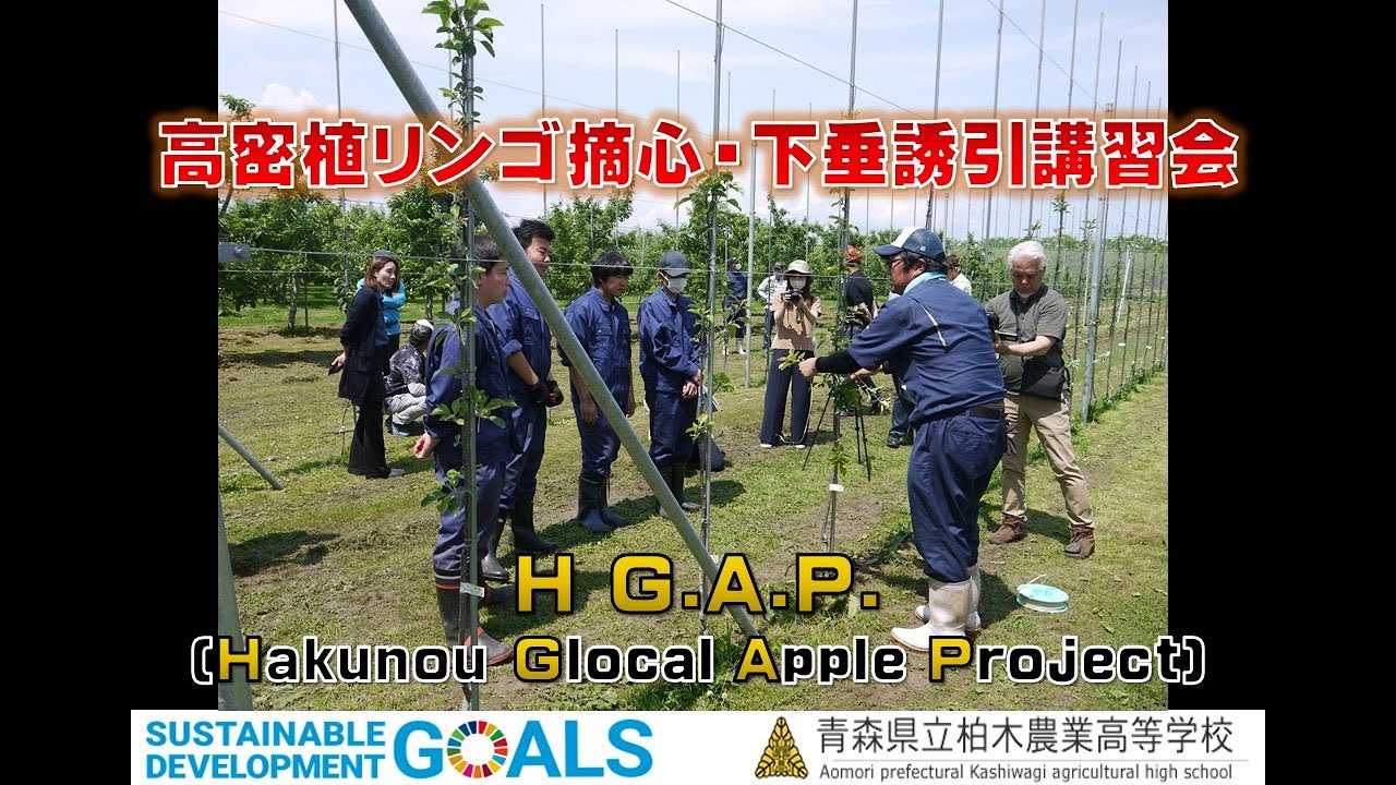 リンゴ高密植栽培【摘心・下垂誘引講習会】