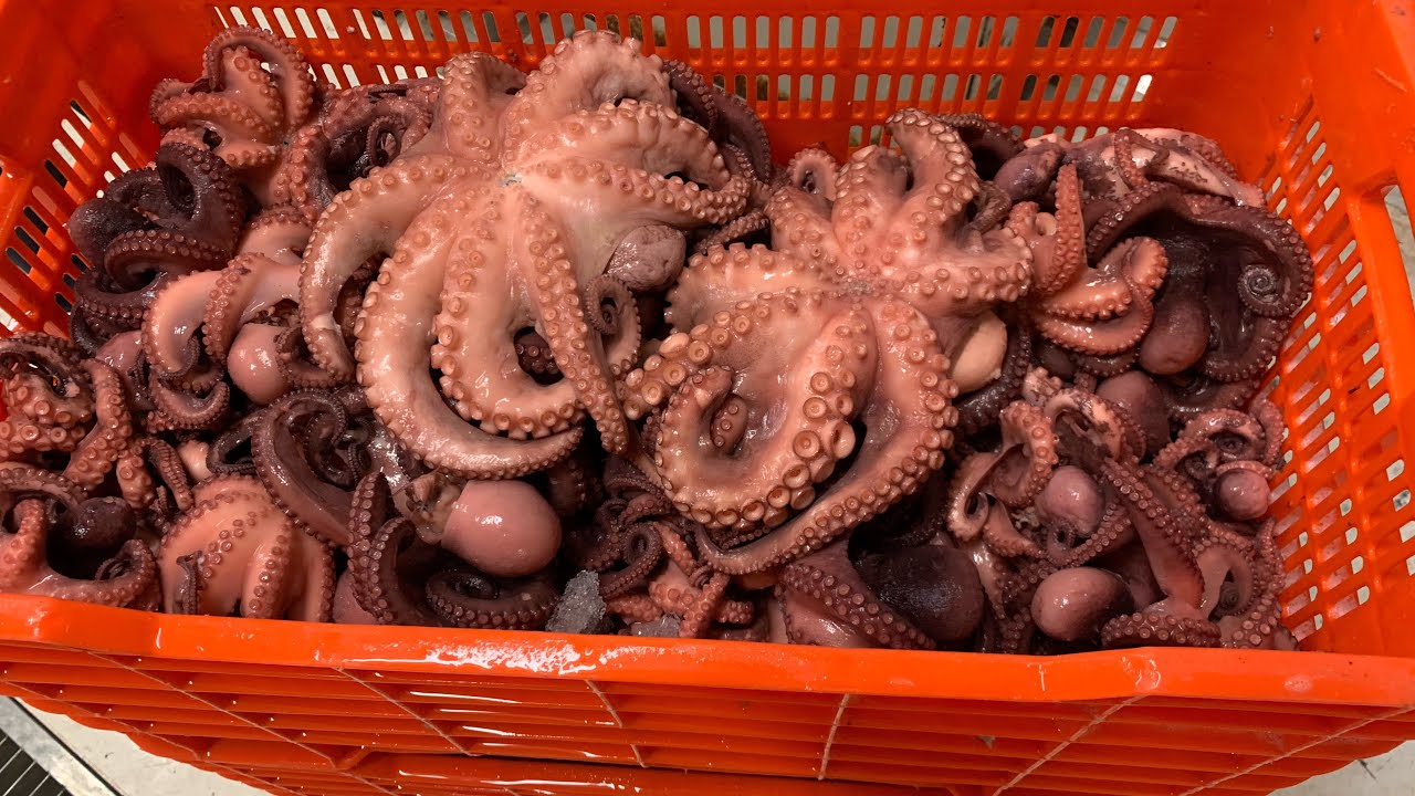 Mito de asustar el pulpo 🐙 para cocerlo y quede blando es estético cuando coces uno o dos nomás