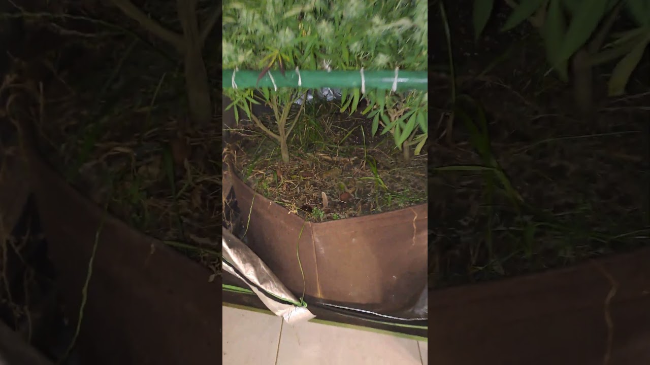 Cultivo Cannabis Livin Soil - Mimosa x Orange Punch y Cactus Breath - 9 Weeks Flower #indoorharvest