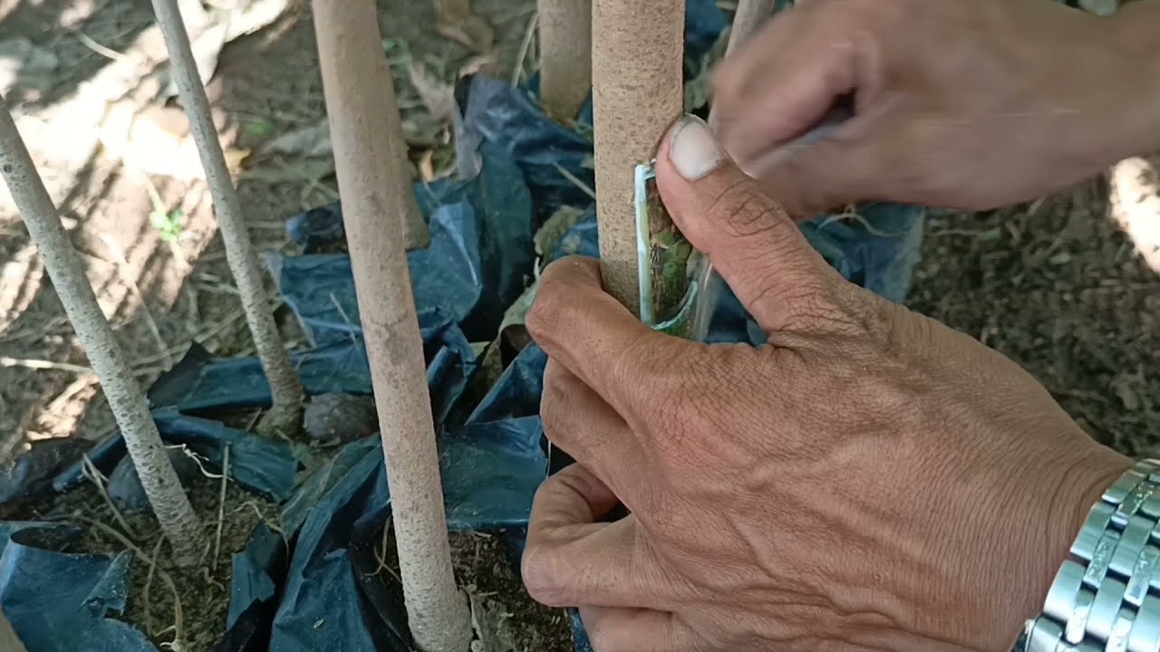 HOW TO PROCESS RUBBER TREE SEEDLINGS? SEEDLINGS TO BUDDED SEEDLINGS @isabela/Gha Agri Tv