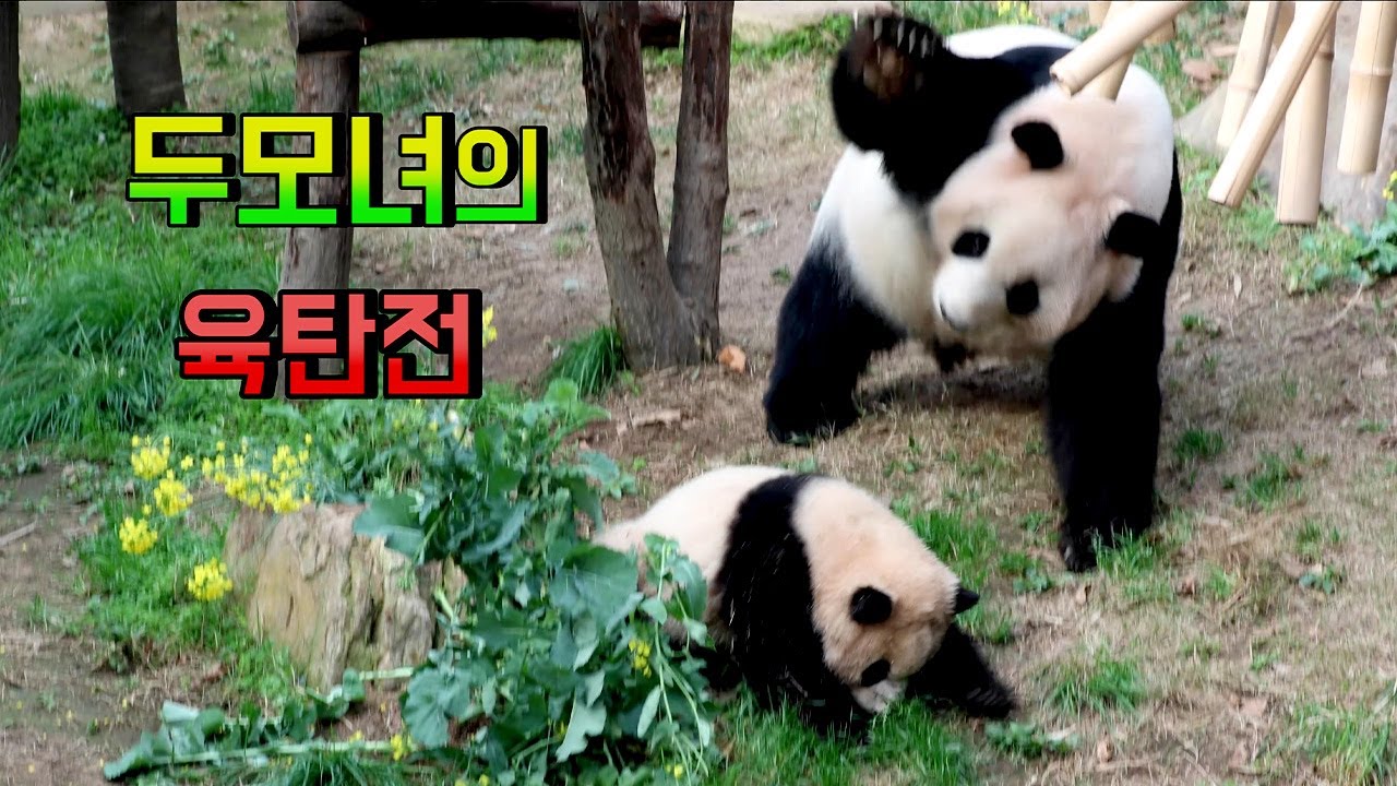 [4K에버랜드판다 푸바오] 울 엄마가 왜 화가났지? 아이바오의 고육지책 육탄전