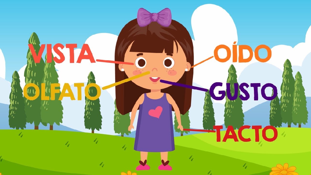 LOS 5 SENTIDOS para niños educación infantil 👅👀👃🖐👂