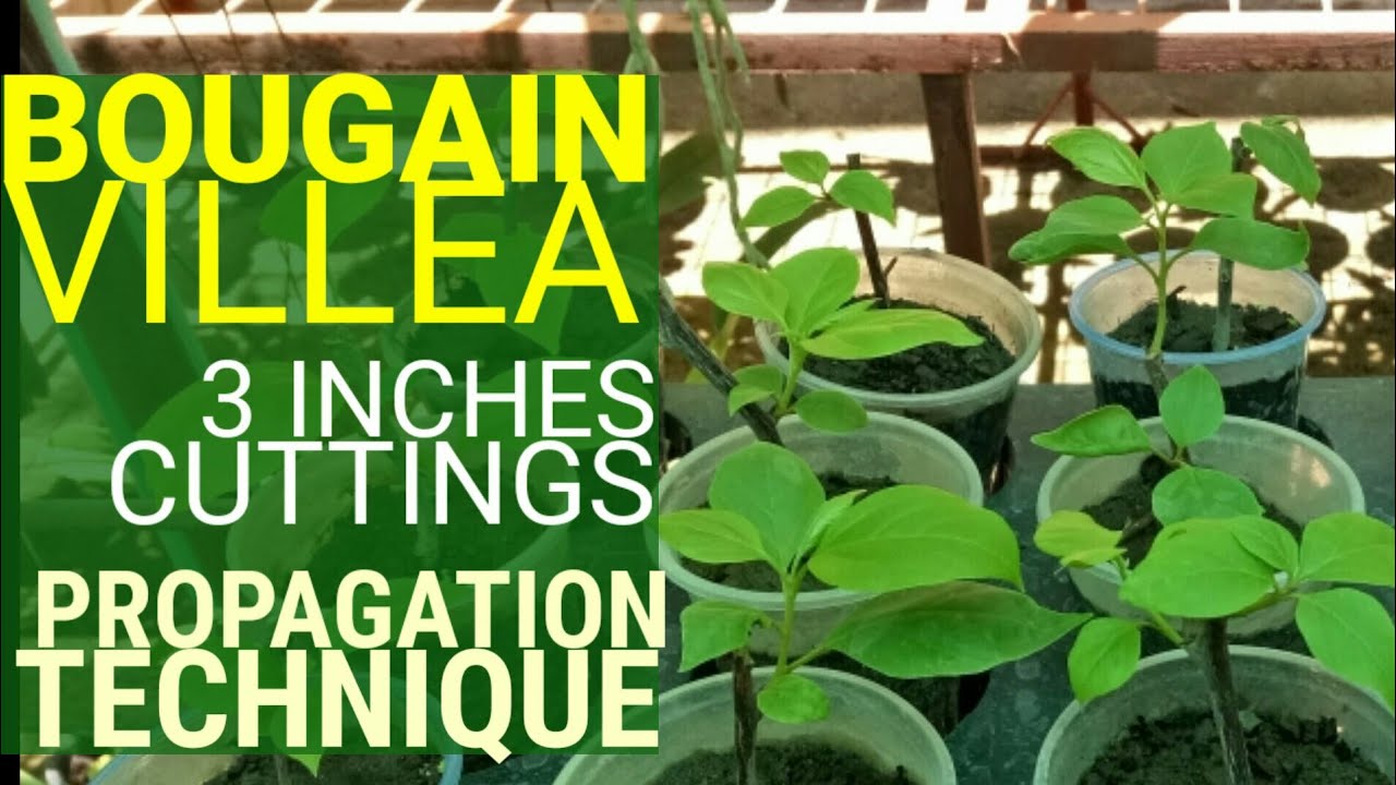FASTEST  TECHNIQUE TO PROPAGATE  BOUGAINVILLEAS | 3-inch Cuttings Bougainvillea Propagation