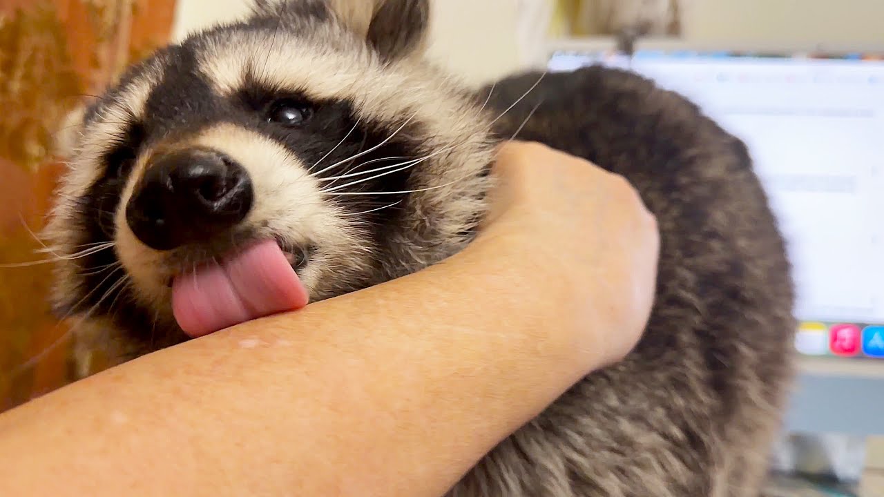 Raccoon  came to me to complain about the dog Yukki. Енот  пришел мне жаловаться на собаку Юкки.