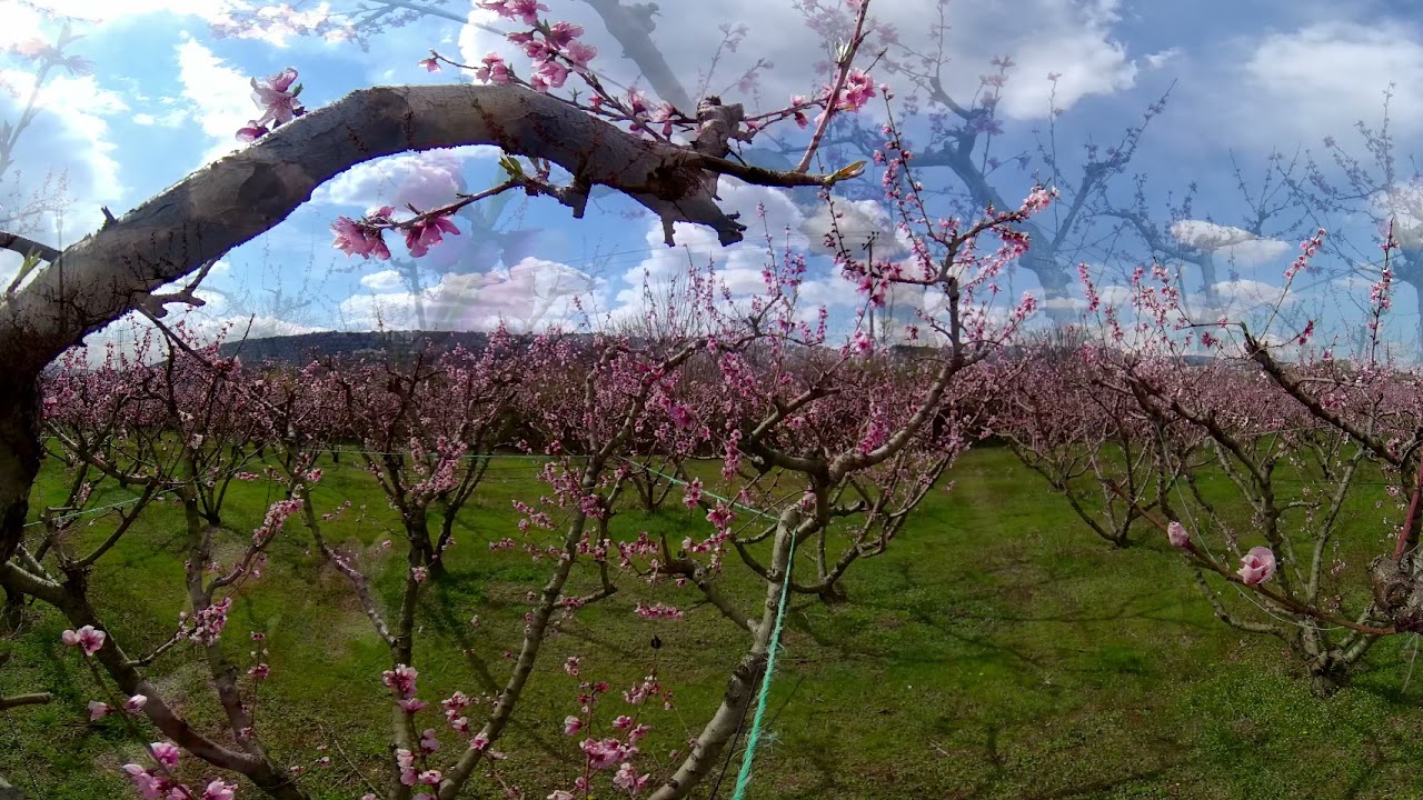 The Blooming Peach Trees of Imathia | GREECE