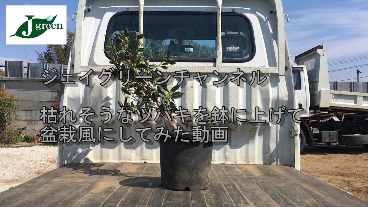 ジェイグリーン　枯れそうなツバキを盆栽風に仕立ててみた