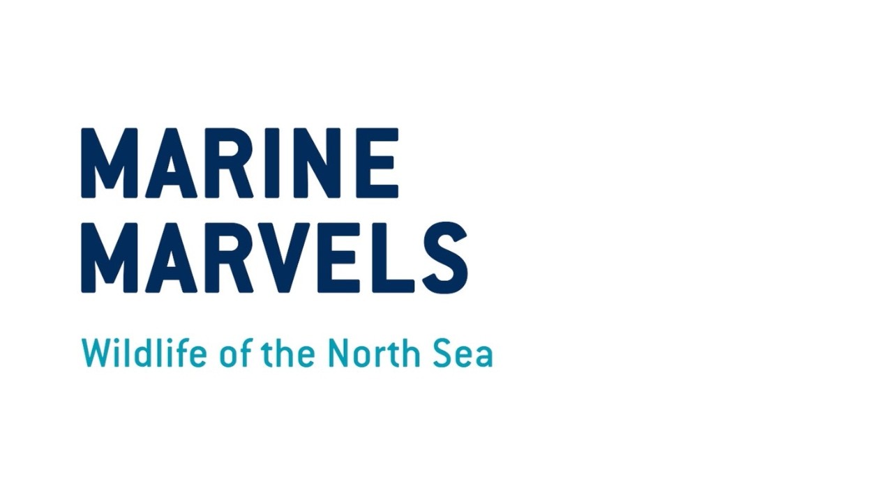 Maritime Marvels: Wildlife of the North Sea