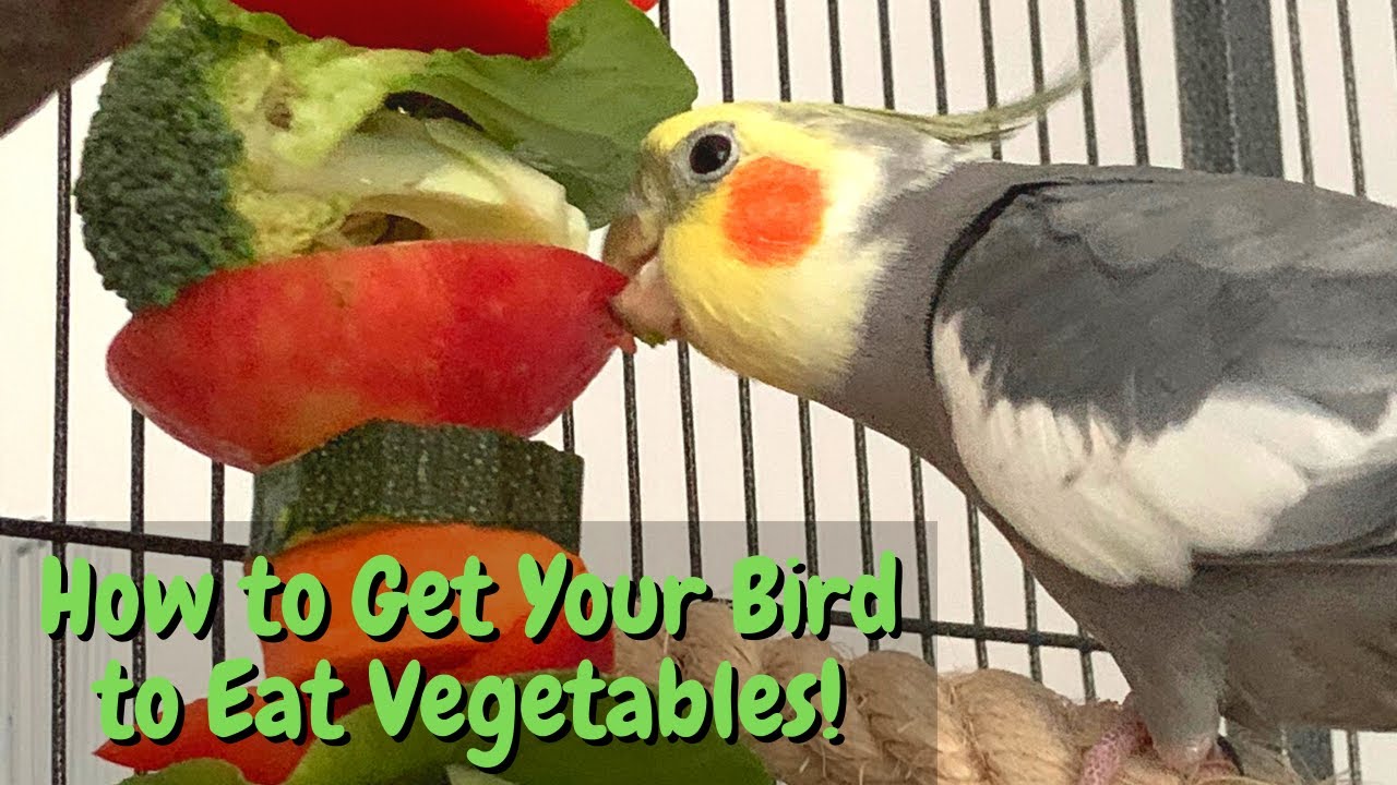 Как приучить птицу есть овощи! | Советы и рекомендации | BirdNerdSophie
