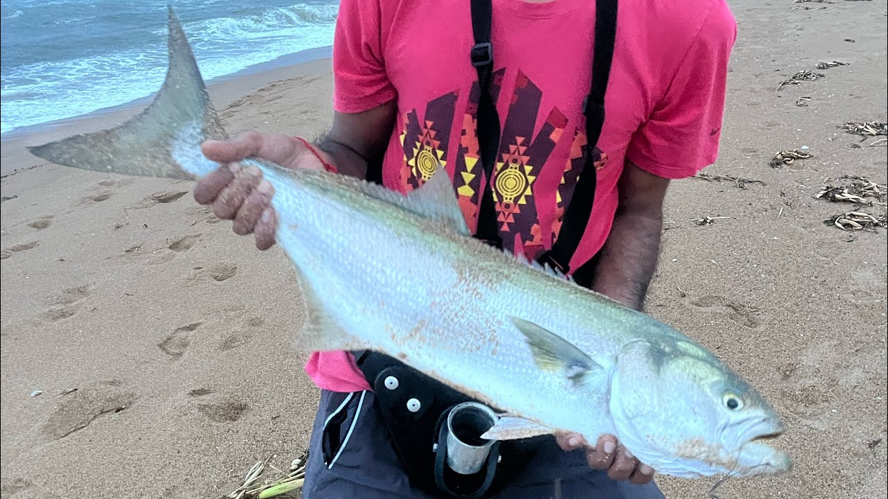 Game on- Shad season has started with a BANG