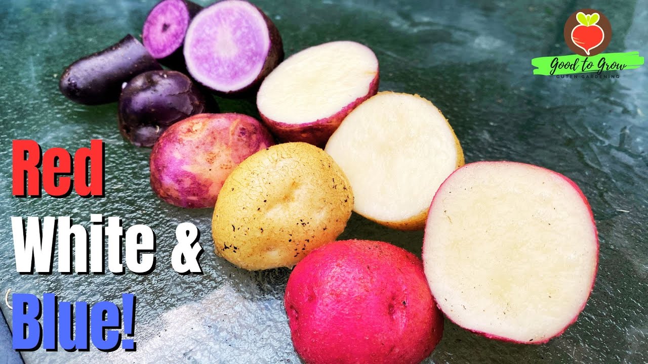 Want to Grow RED WHITE and BLUE Potatoes? Watch This Now