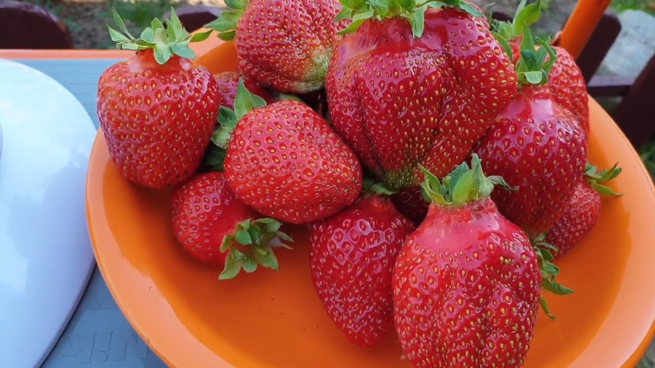 Клубника 60 грамма. Сорт Клубники который вас удивит!