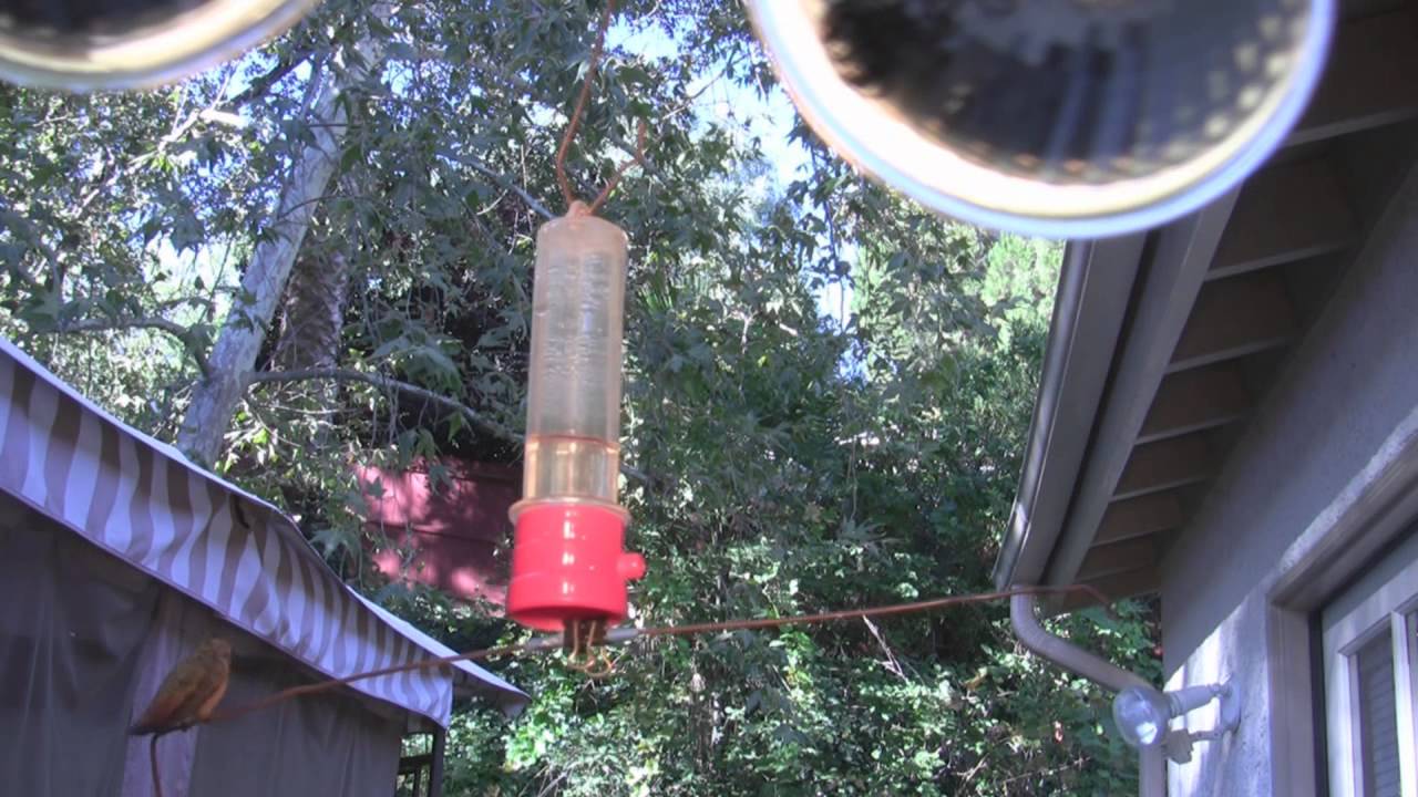 Interesting hummingbird fight noises (raw footage) V12231
