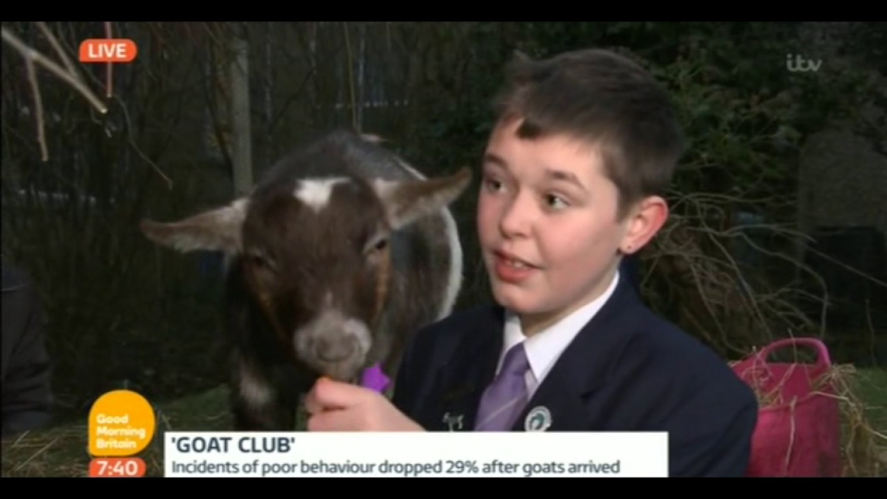 Varndean Goats on Good Morning Britain