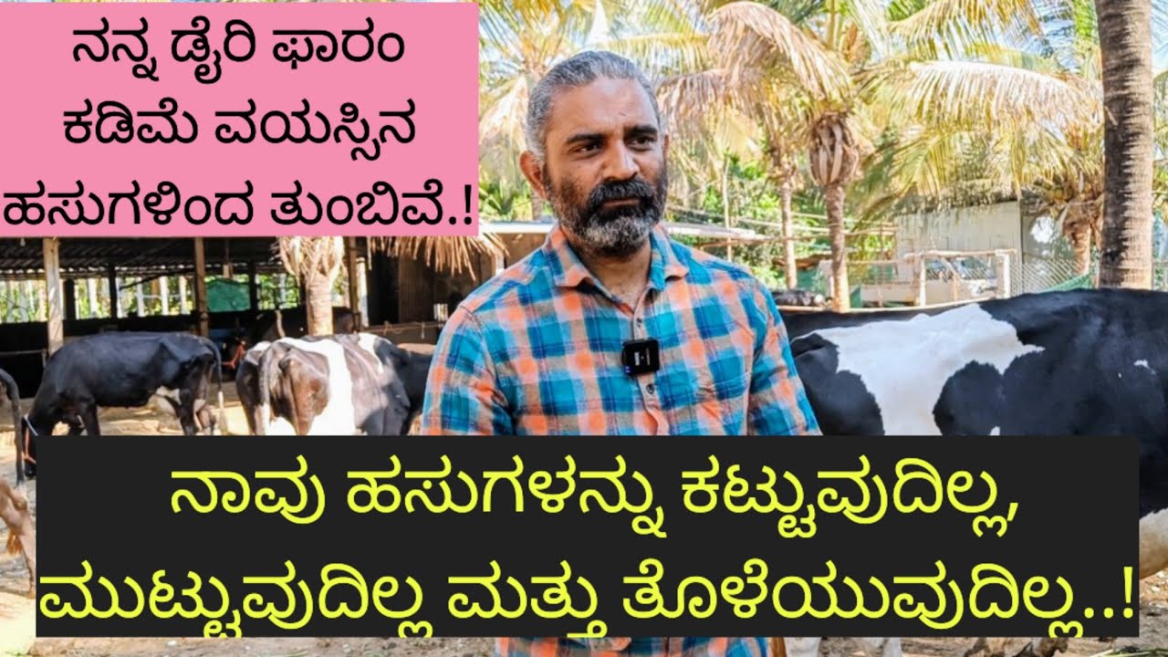 ನನ್ನ ಡೈರಿ ಫಾರಂ ಕಡಿಮೆ ವಯಸ್ಸಿನ ಹಸುಗಳಿಂದ ತುಂಬಿದೆ.! ಹಸುಗಳನ್ನು ಕಟ್ಟುವುದಿಲ್ಲ, ಮುಟ್ಟುವುದಿಲ್ಲ, ತೊಳೆಯುವುದಿಲ್ಲ