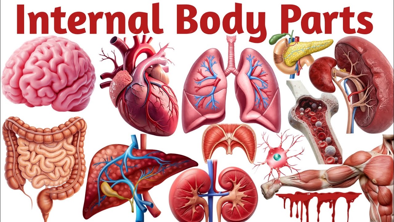 Internal Body Parts Name for Kids | Human Body Organs in English & Hindi | Kids Learning |