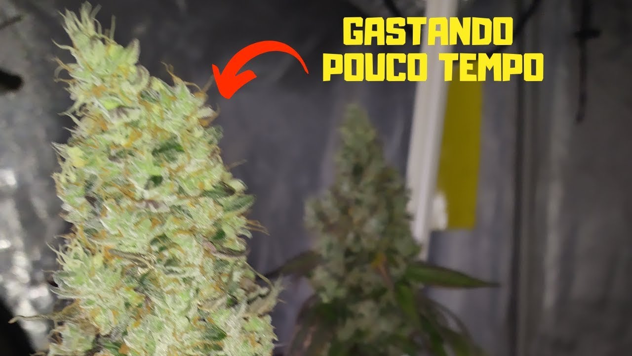 Como ter um cultivo indoor mesmo em pequenos espa&ccedil;os e gastando pouco tempo