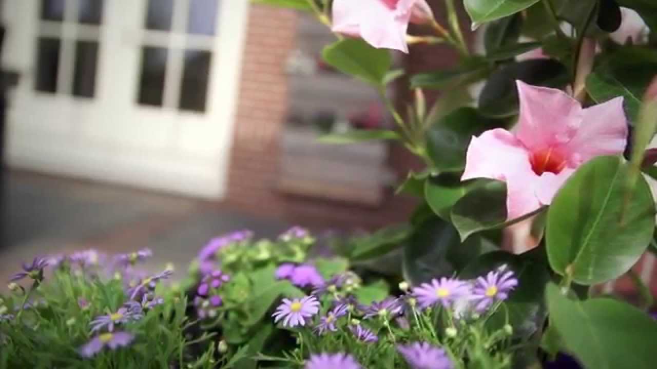 Bloeiende planten in de zomer