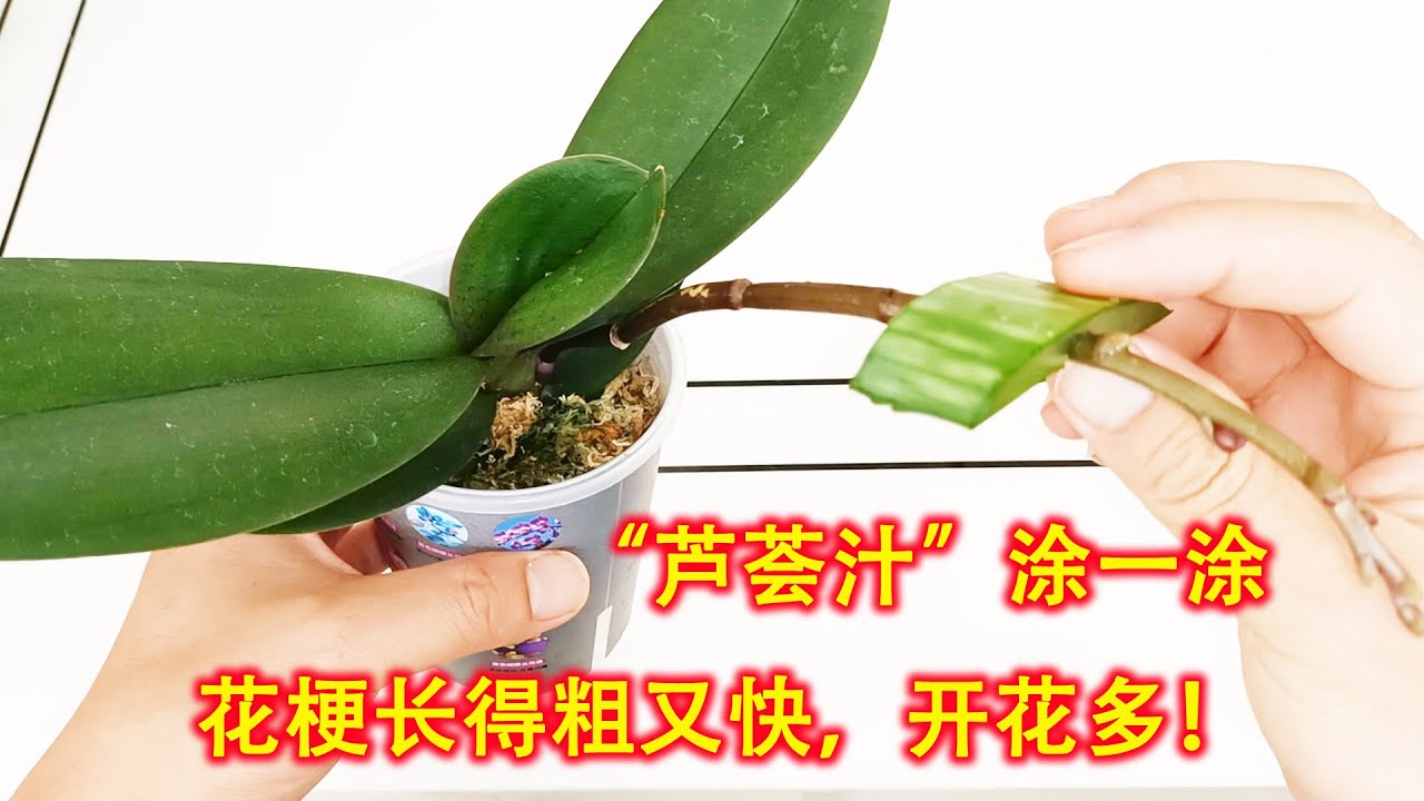 蝴蝶兰花梗怎么养？芦荟汁涂一涂，花梗长得粗又快，开花多！（阿涛养花199期）