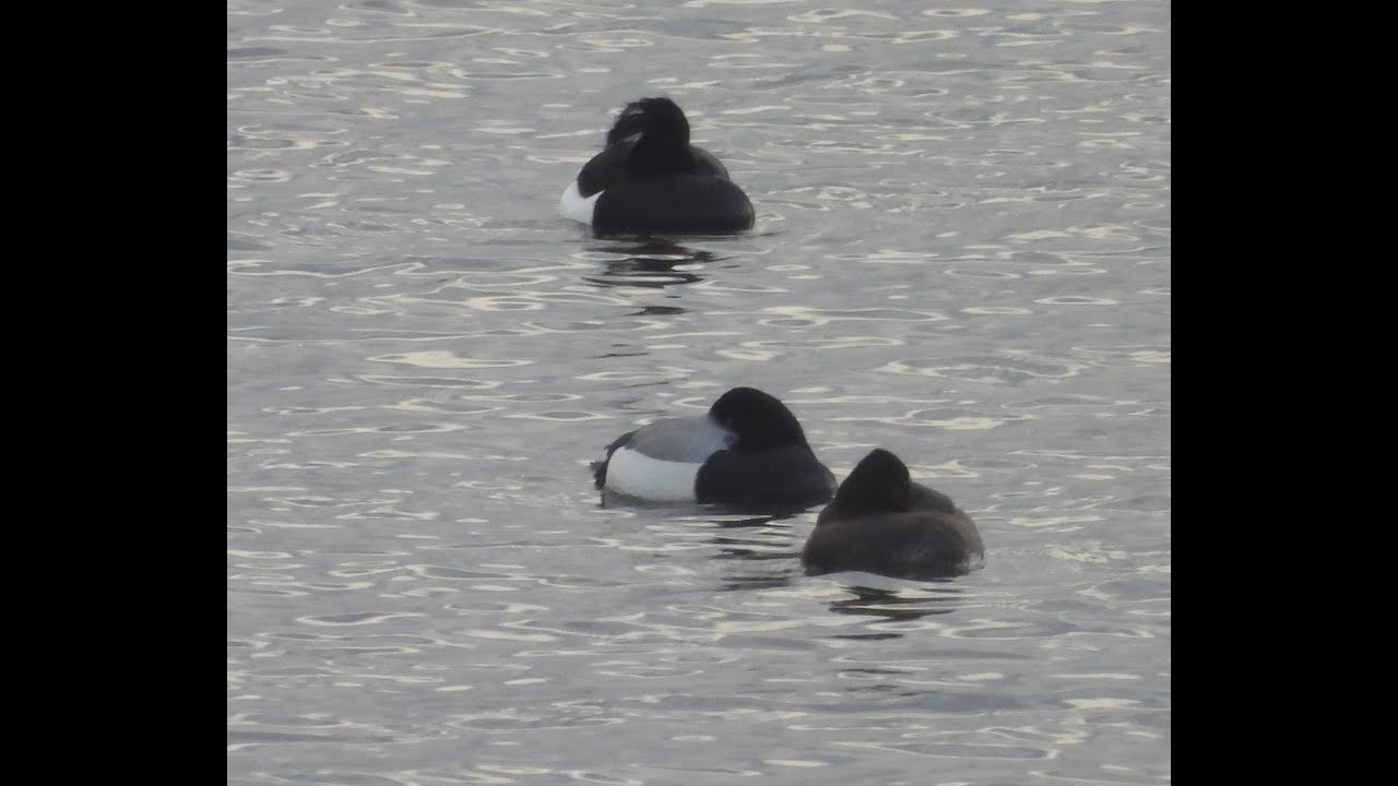 Greater & Lesser Scaup at Staines Reservoir, 10th Jan 2026