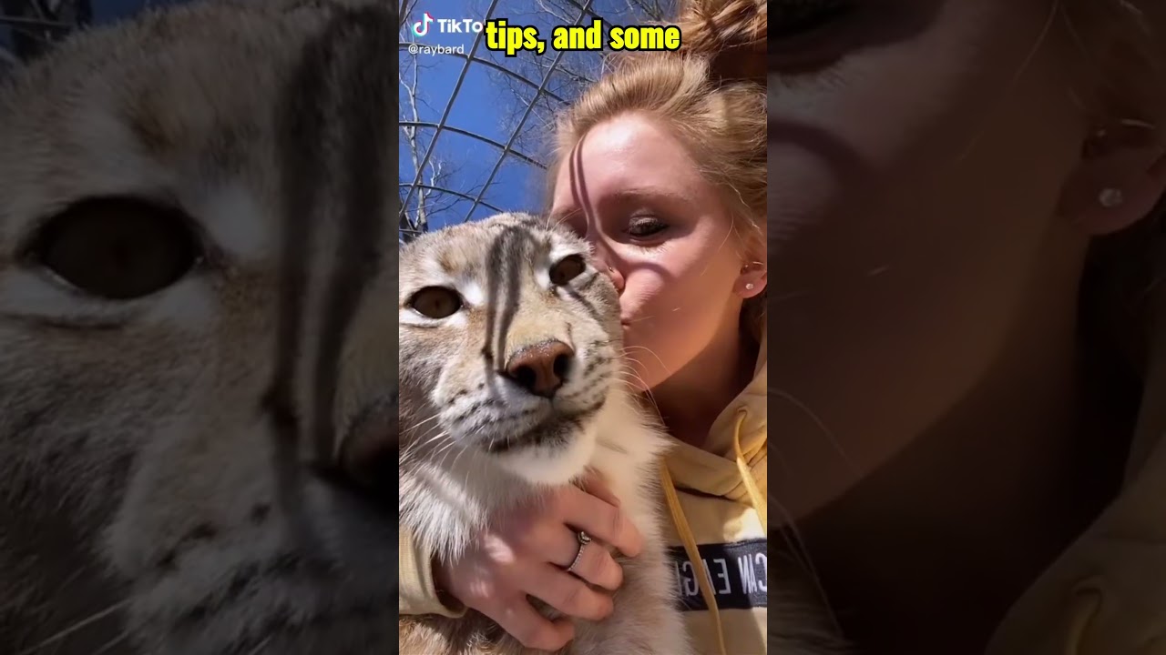 5 Wild Lynx Facts You Didn&rsquo;t Know
