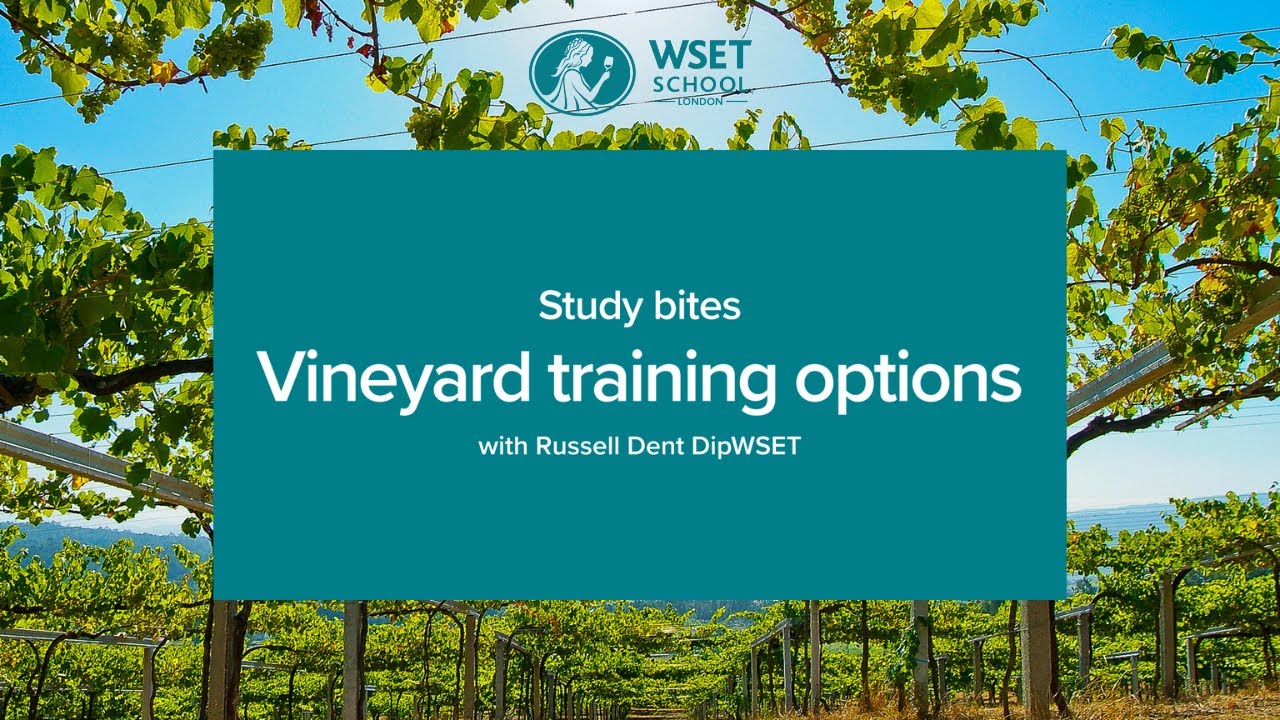 Study bites: vineyard training options (WSET Level 3 wine)