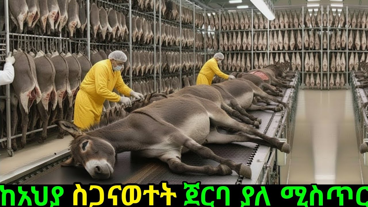 በአመት በሚሊዮን የሚቆጠሩ አህያዎች የሚሞቱበት ሚስጥር