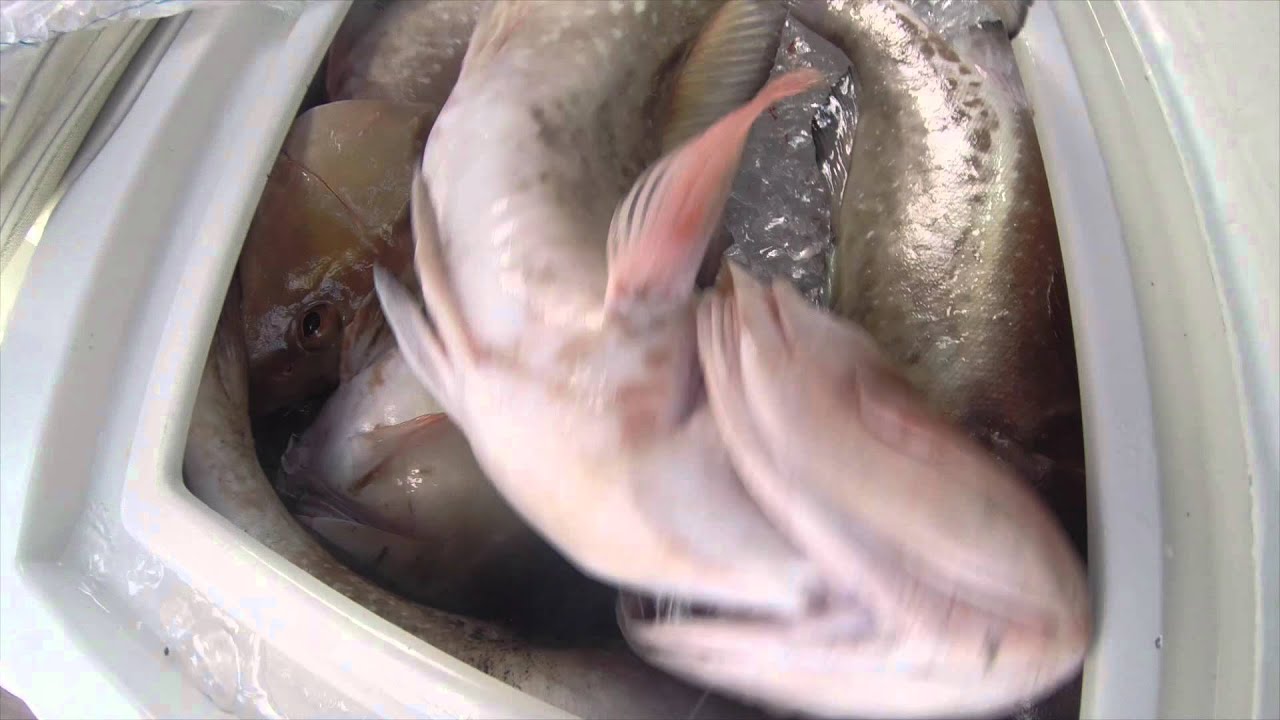 Deep Sea Fishing Off Naples, FL - Limit of Snapper and Grouper