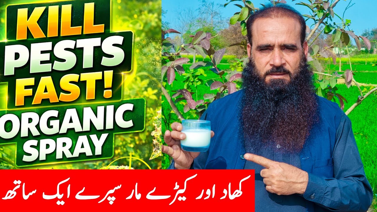 organic pest control, || natural fungicide, || Organic spray