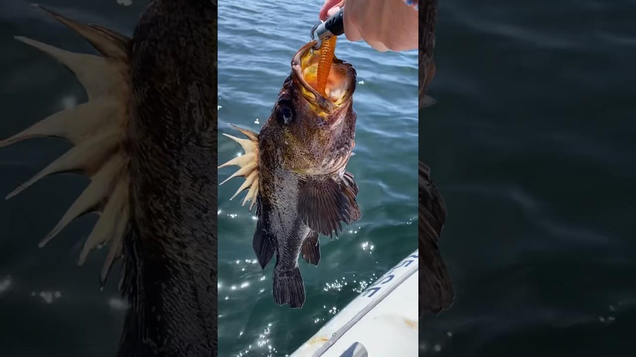 CAUGHT a MASSIVE rockfish!