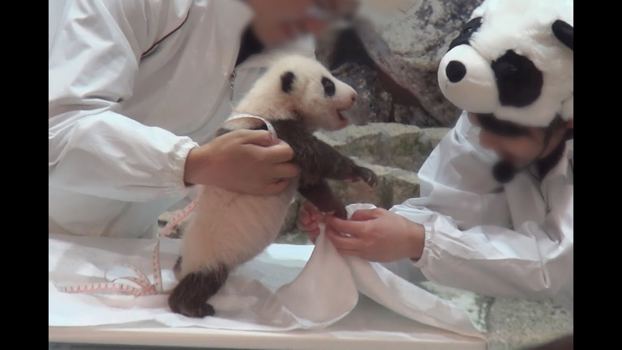 【元気で落っこちそう！】🐼パンダの赤ちゃん☆体重測定♪【生後46日目♪】　Giant panda baby ♪measurement of body weight