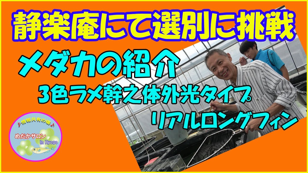 第20回「静楽庵にて針子の選別に挑戦」＆「3色ラメ幹之体外光タイプリアルロングフィン」