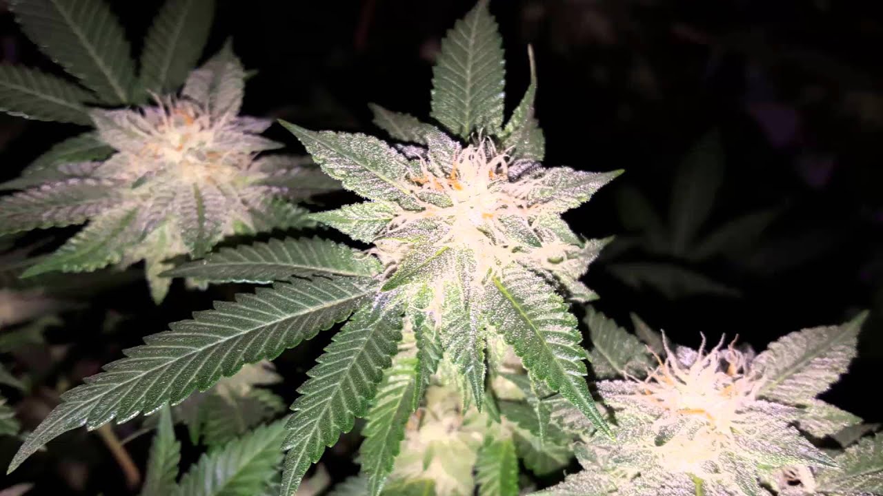 Day 30 of Flower! Week 5!