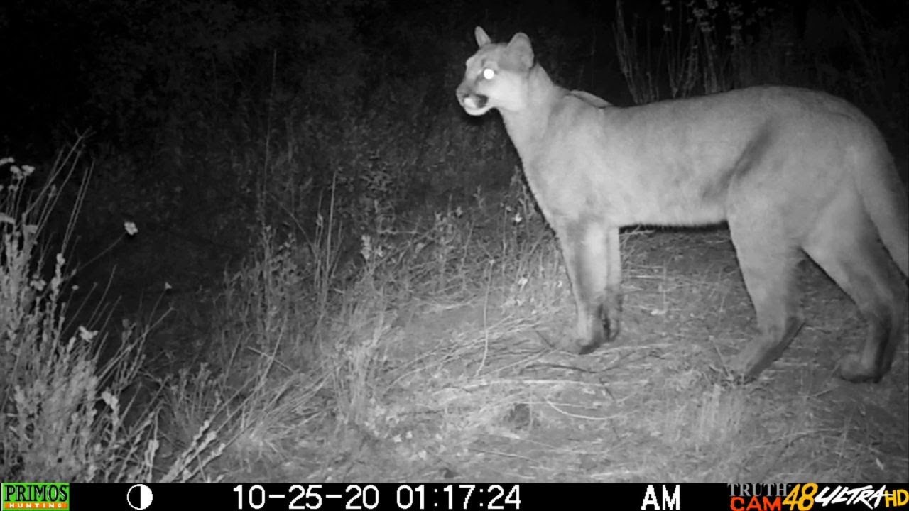 Trail cam in San Diego County - Mtn Lions, bobcats and more