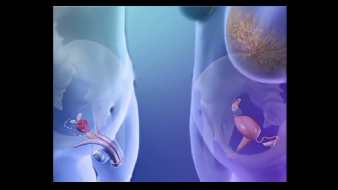 How does sexual intercourse and fertilization happen?