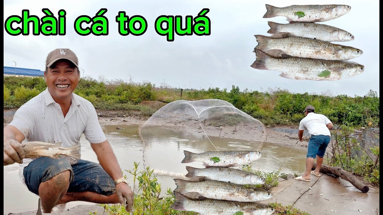 chài cá vùng ven biển hôm nay trúng ngay bầy cá lớn/ cá đối cà mau