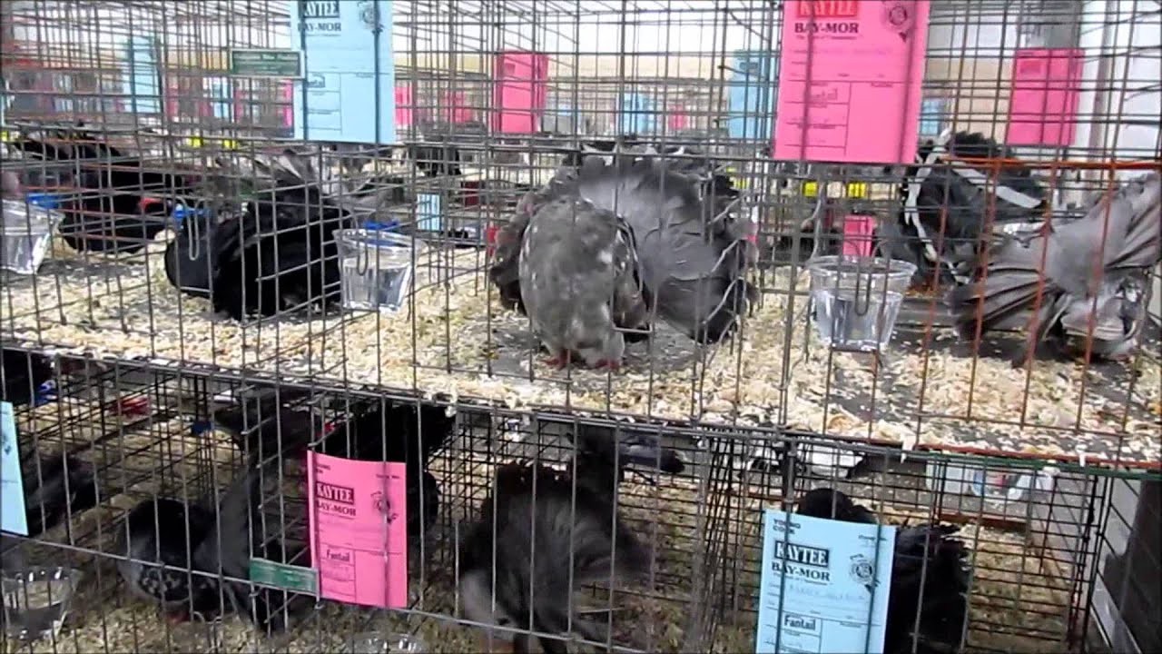 CoopCast Show #15 = 2012 National Young Bird Show Louisville, KY