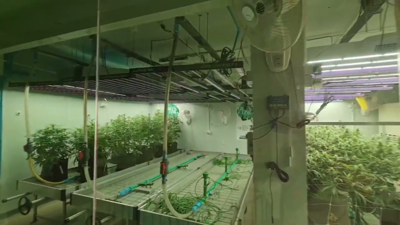 Канабис в Тайланде  #Thailand #medicalweed #medicalcannabis #growing #legalize #future #hot