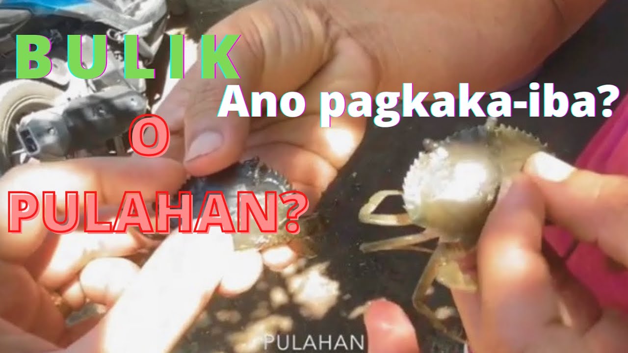 BULIK o PULAHAN? Paano ba malalaman?